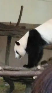 まなまま※プロフ確認願いますの画像