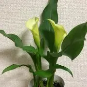 リトルミーの画像
