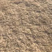 だぶち