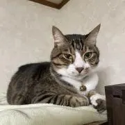 トモユキの画像