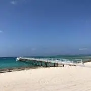 シンシアの画像
