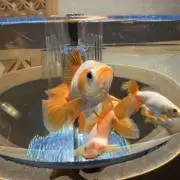 たぴおかの画像