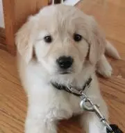 とうしろう