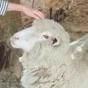 ネコピースの画像