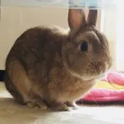 うさたろう