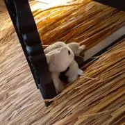 ゆいたくの画像