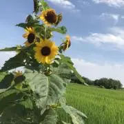 himawariの画像