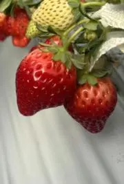 フラワーの画像