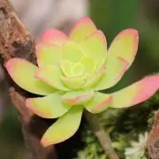 もちたろうの画像
