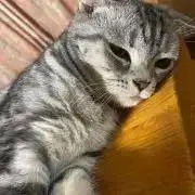 funaの画像