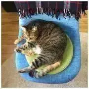 wasabiの画像