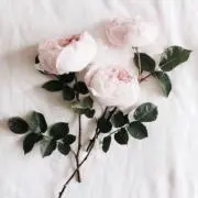 s+o+i