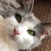 モナミの画像