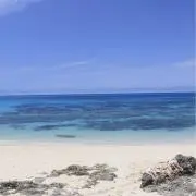 seashellの画像