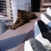 いけやん