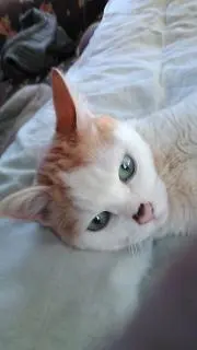 ハナゲンキ