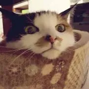 みけのはなちゃん