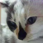 nazuki