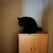 サ