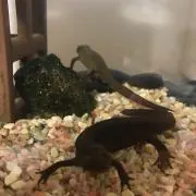 かっつかつ
