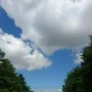 しらたまの画像