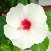 jhasmine