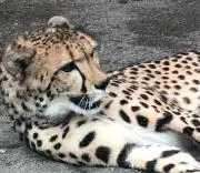 ★タツガール★の画像