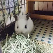 ましゅの画像