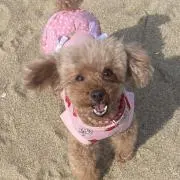 sheriの画像