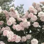 なぎさの画像