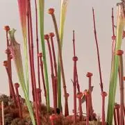 TOmの画像