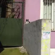 Mimidereaniの画像