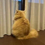 かぼちゃの画像