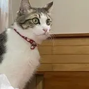 ⚜️【紹介文ご確認ください】の画像
