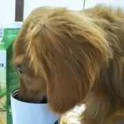 のりたま