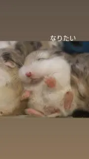 あやめる