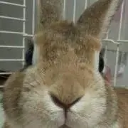 しゃみせん♂の画像