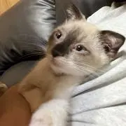 なな