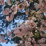 アユサン