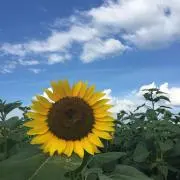 メルママの画像