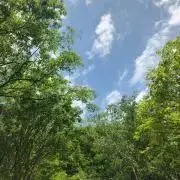 半熟卵の画像