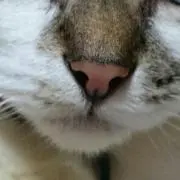 れん