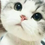 おしゃれ子猫の画像