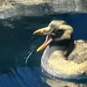 古着大好き人間の画像