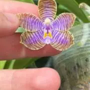 nimoの画像