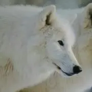 ミイ