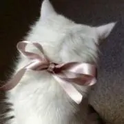 Nの画像
