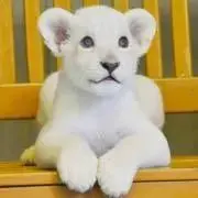 ほわらの画像