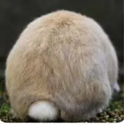 ラビの画像
