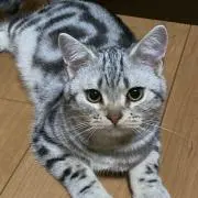 夢歌ʚ✞ɞ